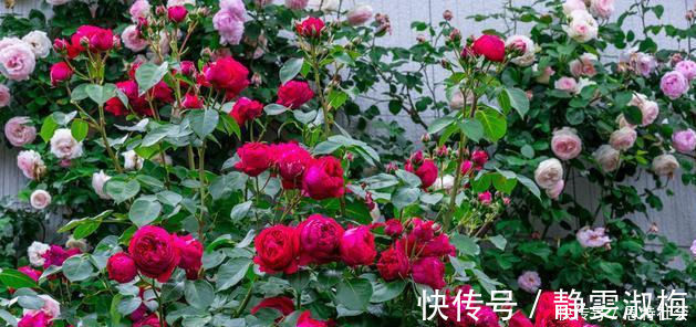 盆栽|全年开花,花美又香甜,花量巨大,好养的盆栽,耐寒耐热不生病