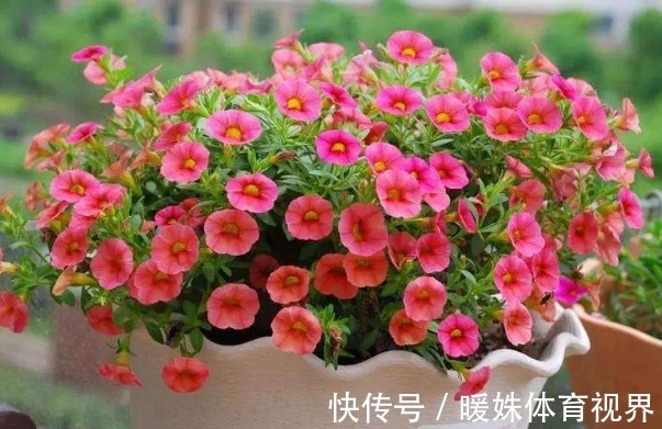 叶片|室内养花浇水很关键，学会这“4招”，养花才能不烂根