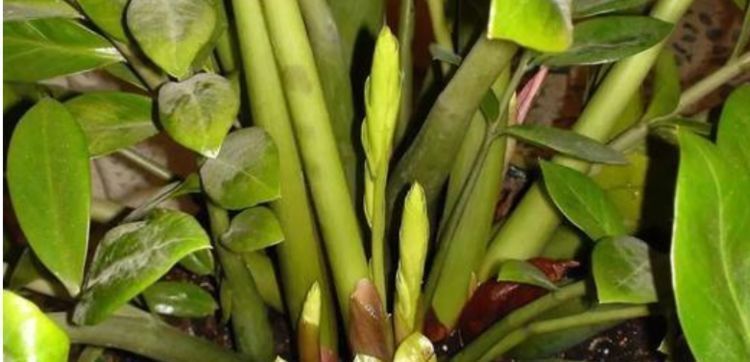 大爷养花20年,只用3种生活“垃圾”养花,不烂根黄叶,养啥都旺