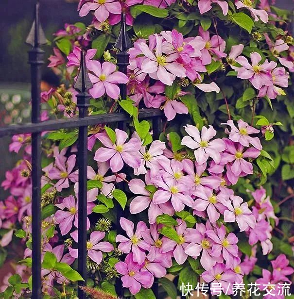 13种耐寒的盆栽花卉，零下20多度可存活，大部分南方也能种