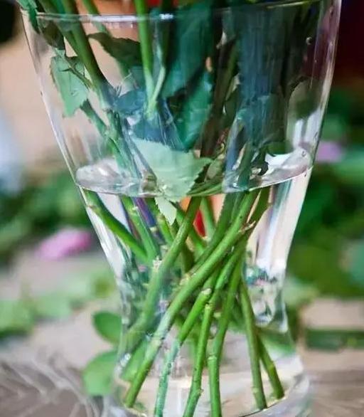 买来玫瑰花插水瓶里，该怎么保鲜、延长花期这些诀窍全告诉你