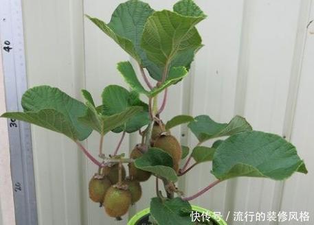 超市|超市30一斤的水果,在家一粒籽就可以盆栽,真是长见识了