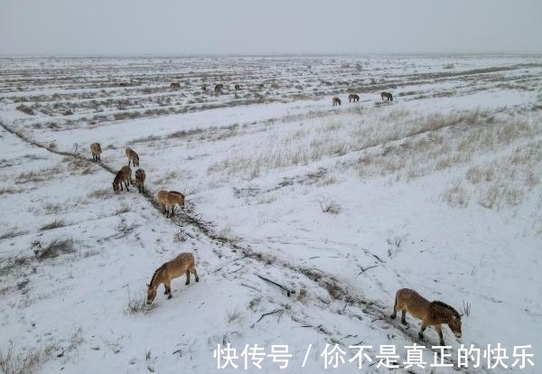 新疆|天山脚下 马踏飞雪