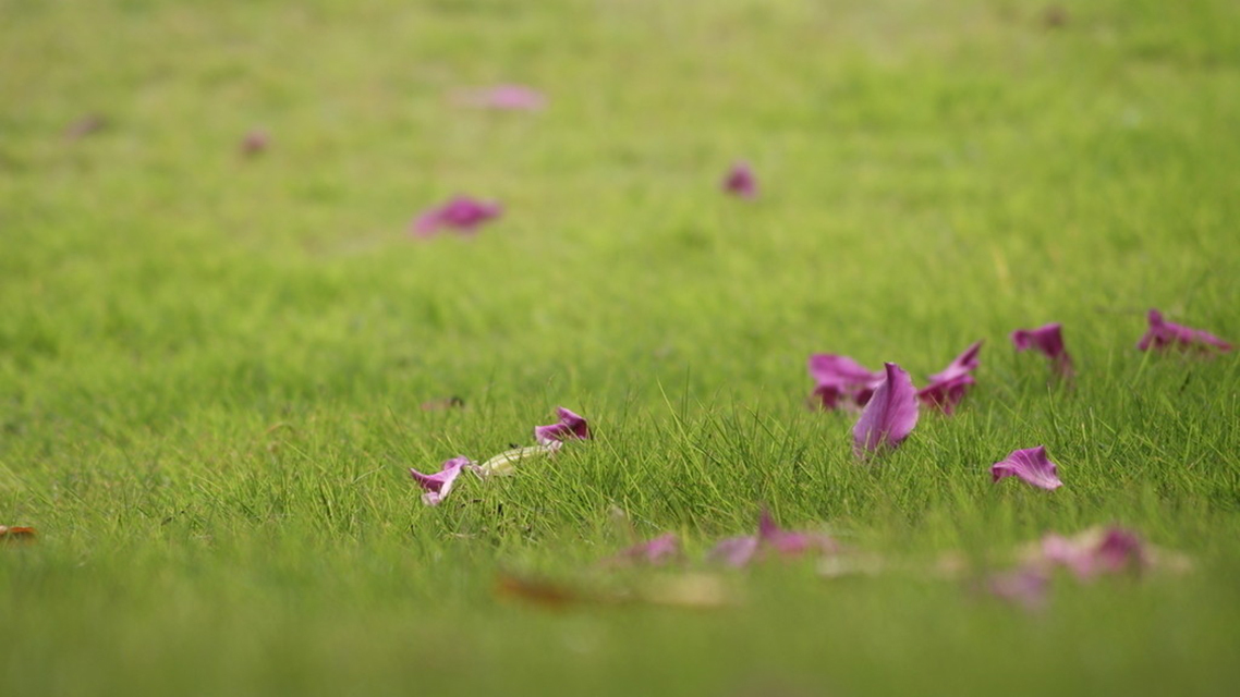 章台路#这首词尽管作者不明确,疑似欧阳修的作品,但是仍然成为千古佳作