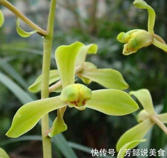 给兰花上盆,种深点好还是种浅点好选择对了养好兰花“没毛病”