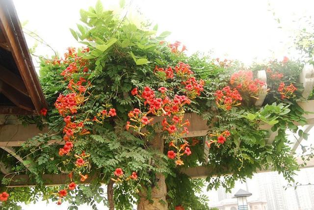 除了“有钱花”,养此3种花,开花源源不断,你值得拥有