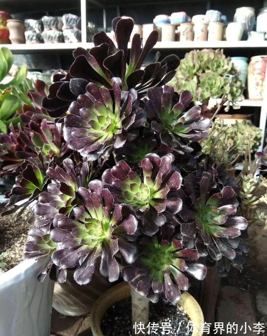 几块钱的小苗,邻居1年养成老桩,给1000块都不卖