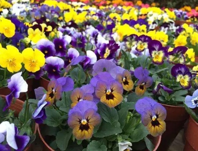 4种花,夏天不怕热,冬天不怕冷,四季都有花赏,满屋子飘香!