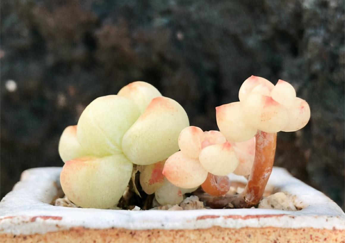 浇水|夏天养多肉，防晒并不是最重要的，做好这4件事就能少收空盆