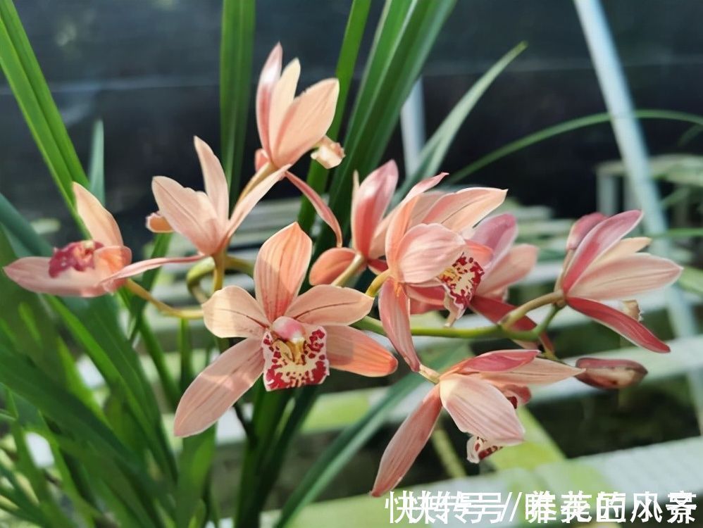 兰花栽种要“露根”？高手都这么整，因为能预防烂根