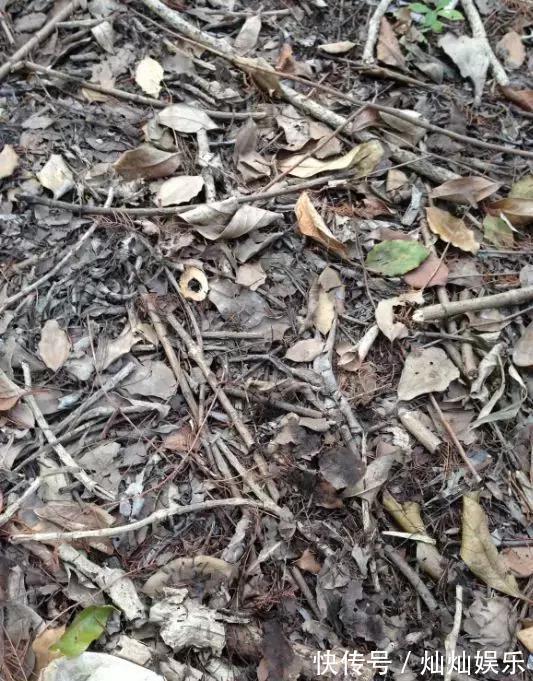 花土|2种土到处有,挖一点养花特别好,疏松透气肥力足,还不烂根!