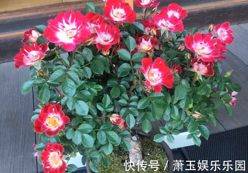 抓住这3点,养微型月季“小画家”,枝叶密密麻麻,花开数不尽