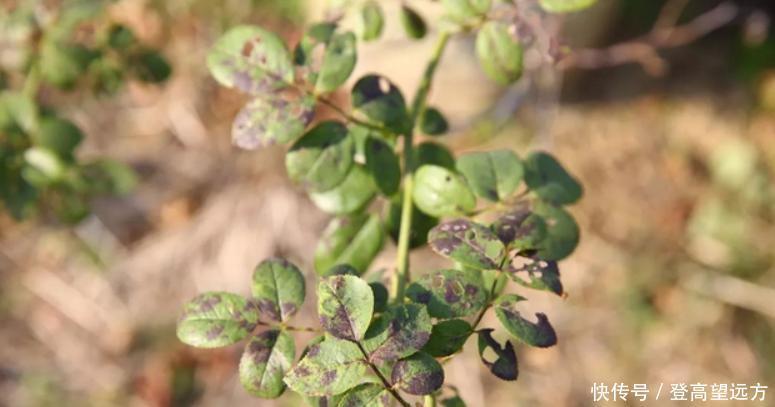 月季上总是出现黑斑?知道这些,有效预防黑斑病