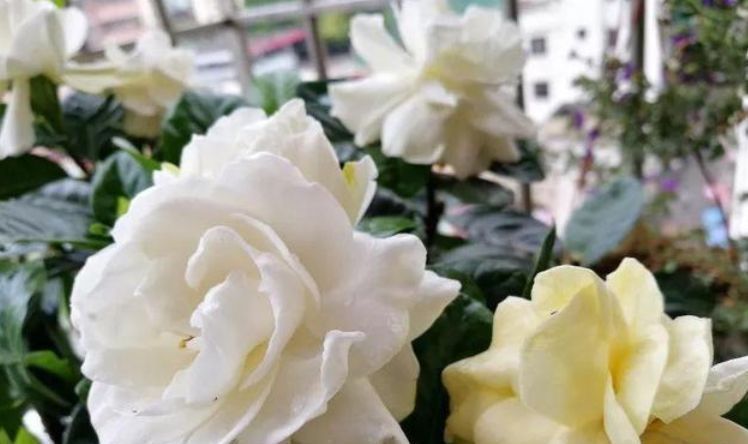 3种花“最爱”吃醋,1个月“喂”1斤,叶片油绿,花开满盆