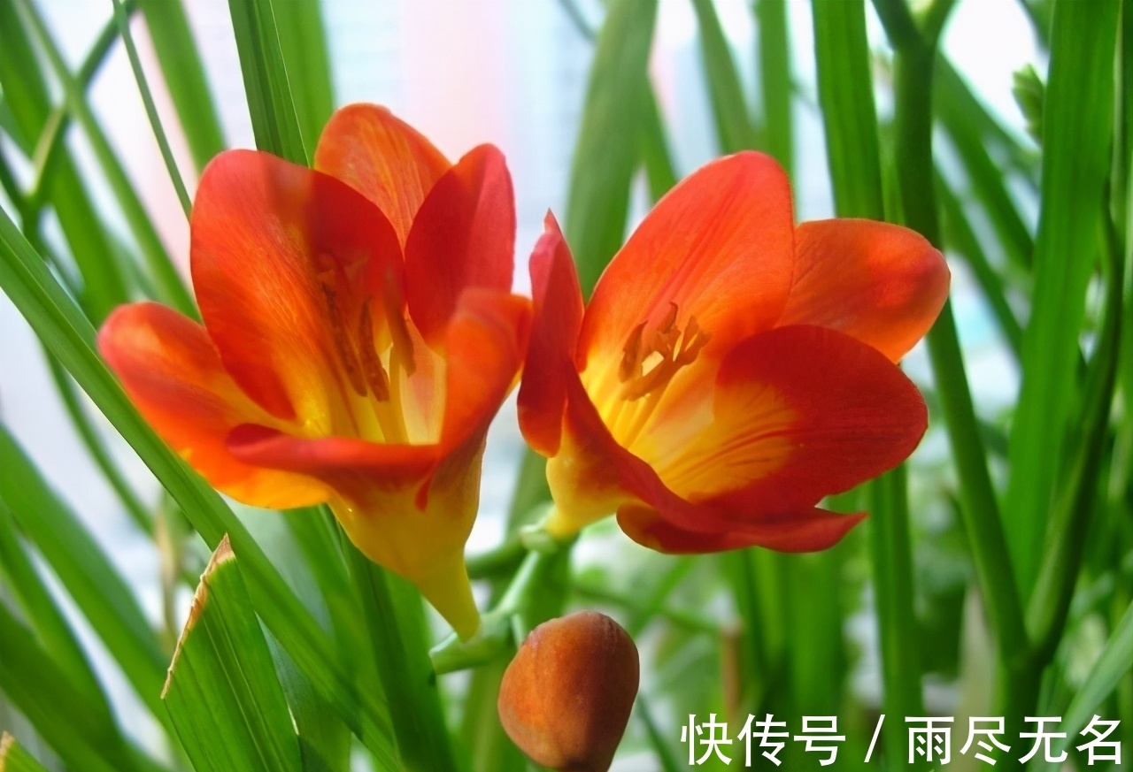 这几种花冬天开爆盆,但一般人家养得不多,现在养正开花,很漂亮