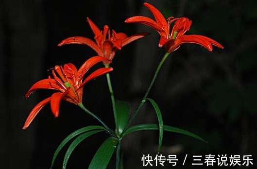 山丹丹花|农村的这种花，长得十分漂亮迷人，竟是治疗跌打损伤的良药！