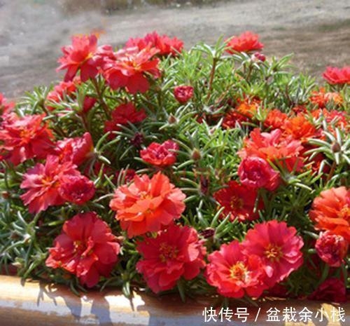 4种漂亮花,再舍不得也要搬出去,越狠狠晒,越开花满枝头