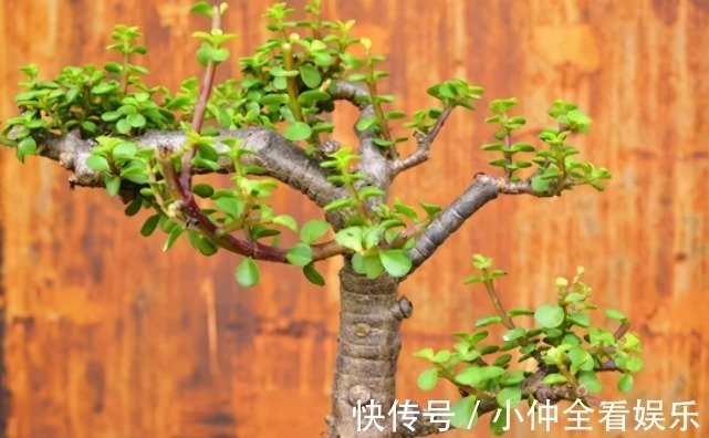 金枝玉叶老掉叶,想成老桩是奢望?那是因为你不知道它有“四怕”