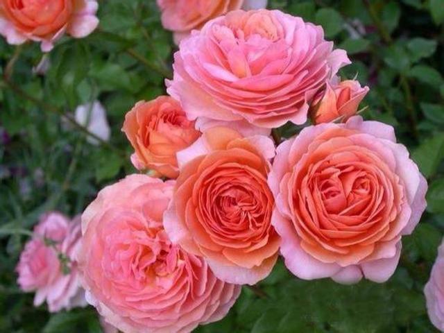 屋顶花园养月季,注意“浇水施肥修剪”,一棵开300朵,花开不断