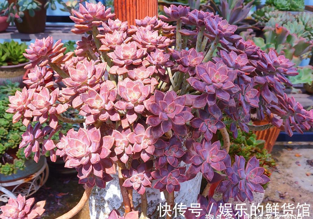 夏季|这8款多肉本身不容易褪色，秋天太阳稍稍晒一下还能变得更美