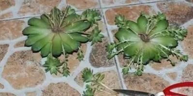 为何别人的肉肉轻松就爆盆,原来他们种了这种会生“宝宝”的多肉