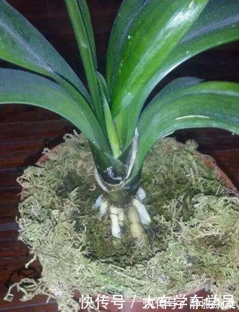 养花|养花先“养根”,君子兰富贵竹“喂点料”,白根呼呼冒,轻松爆盆!