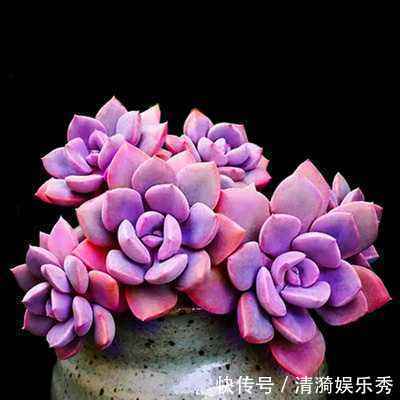 盘点10种“容易度夏”多肉，南北方花友，随便选、随便养