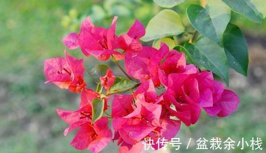 磷酸二氢钾|三点做不好,三角梅盛花期无花可开,好看的三角梅都是别人家的