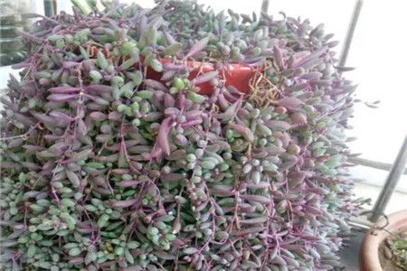 紫玄月|养花试试这几款，花大而俏丽，使人心旷神怡