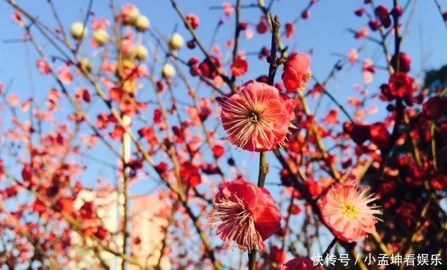 老年|春天的气息，藏在安徽的小乡村，名气不大，却美成了一幅“画”