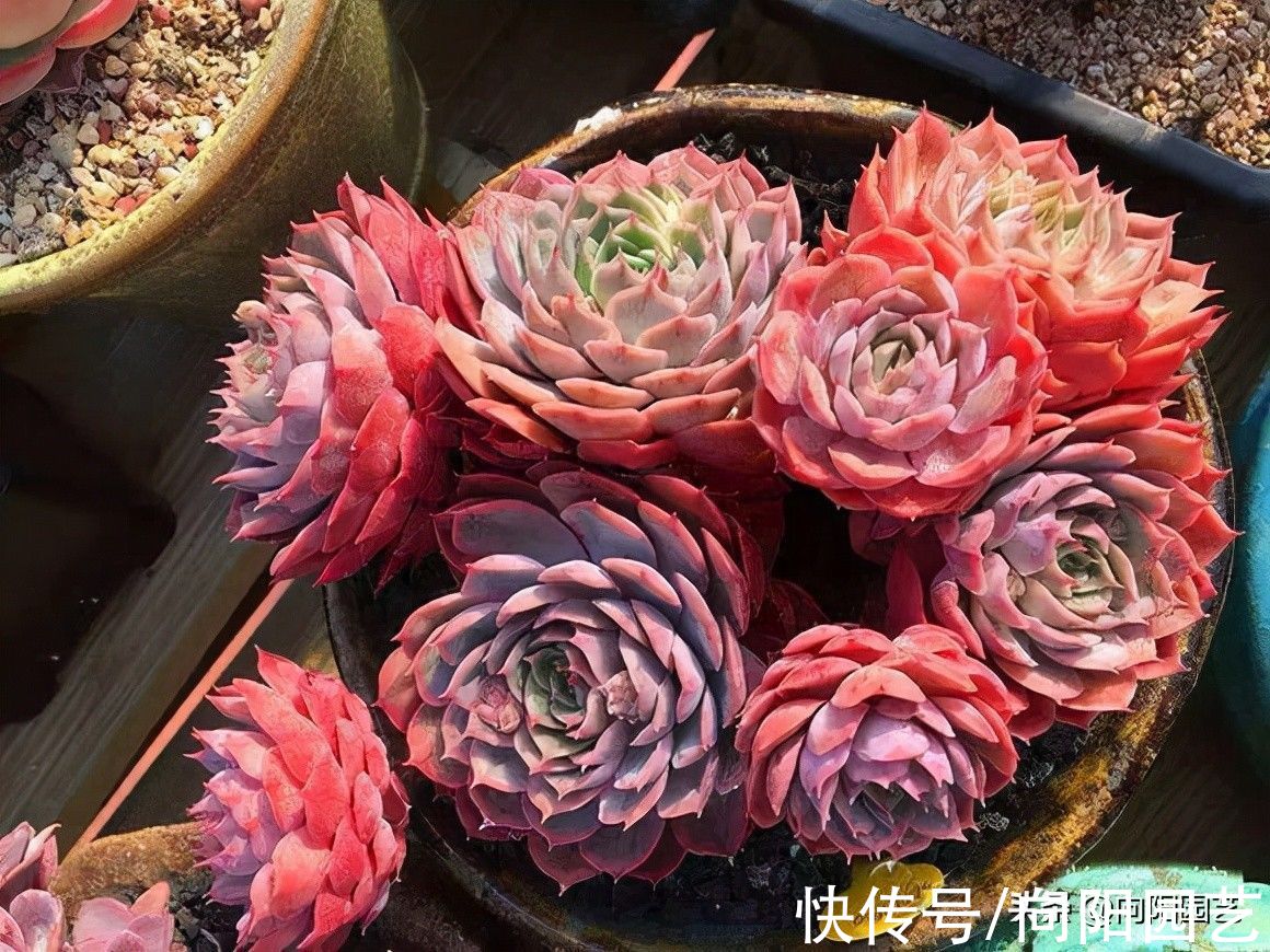 你买多肉总是小心翼翼，问东问西，没成想，收到的多肉依然养不好