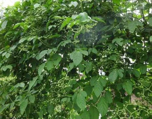 风湿骨痛|农村野草“母猪藤”,专门为“风湿骨痛”而长的,有幸遇见,请珍惜