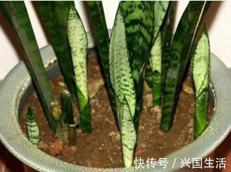 养花有必要加“底肥”吗老花匠教你这样做,植物根系又粗又壮