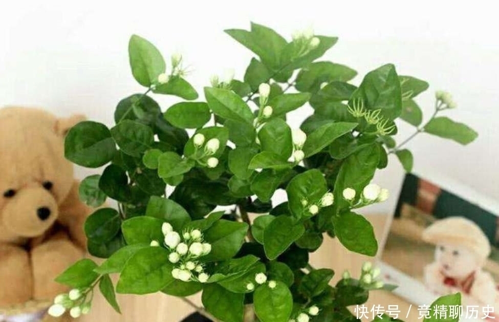 养护|想让“茉莉花”再次开花，按照“3点”进行，花朵多香味浓！