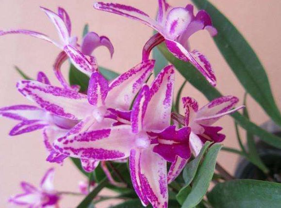 此几款花便宜又好养,花色多还漂亮,养在家里生机勃勃,绚丽多彩