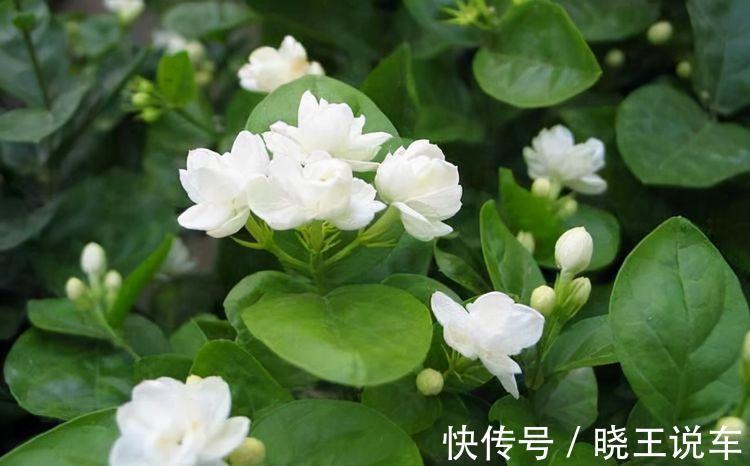 农历九月二十九霜降后，养什么花？以下3种花，健康长寿天天笑颜