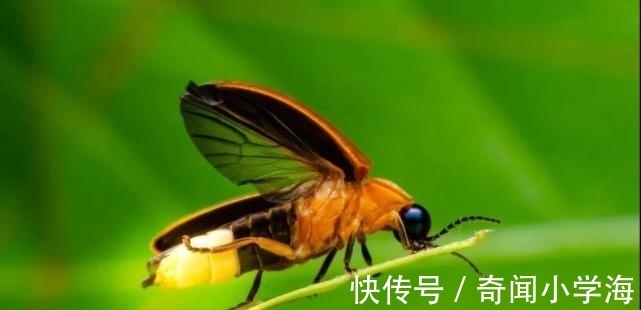 24个冷知识:生物老师看完直呼不可思议,但却真实存在的有趣知识。