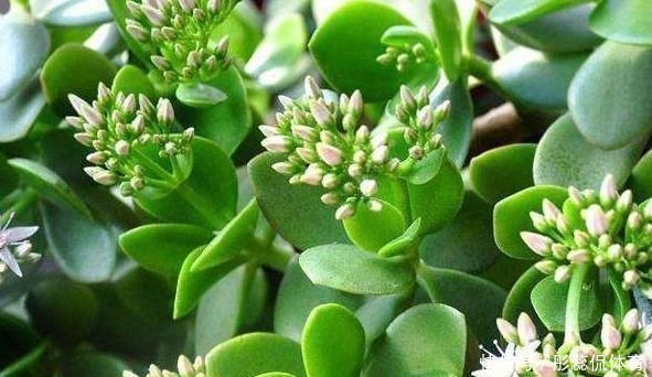 浇水|玉树花如何修剪？掌握几个小窍门，叶片宽大肥厚，花开色泽艳丽