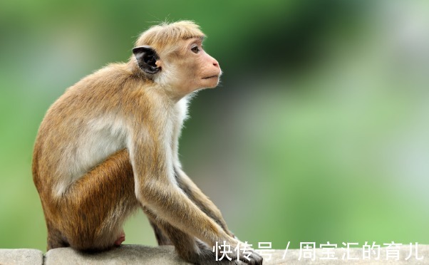 人生|人生如茶：68年“福气猴”过了52岁，一定要花一分钟好好看看