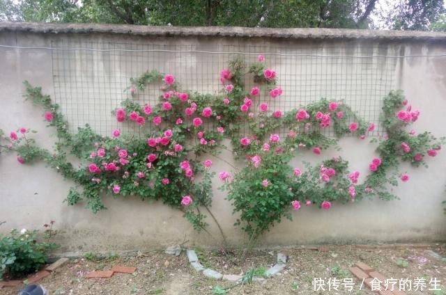 此款藤本植物，长势超快，一年可养成花墙，全年开花，你值得拥有！