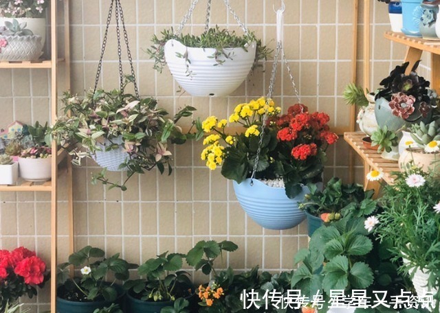 根系|5个养花好习惯，学会了，啥花都能养爆盆！5个养花好习惯，学会了，啥花都能养爆盆！