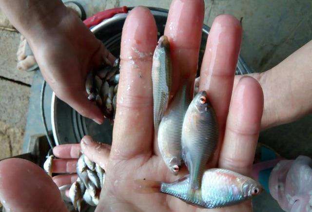 鰟鮍鱼|小时候最讨厌钓到鳑鲏鱼,离水几分钟就会烂肚子