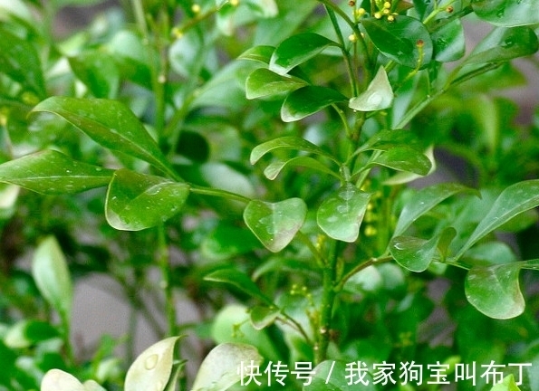 鸡蛋壳|要想盆栽花卉长的旺,万能土不能少