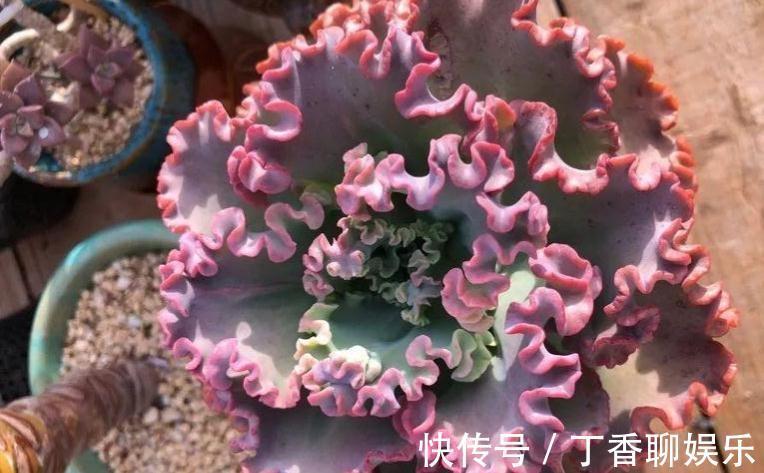 红裙|秋季养多肉,当然包菜三仙,个个雍容华贵,气质轻舞飞扬