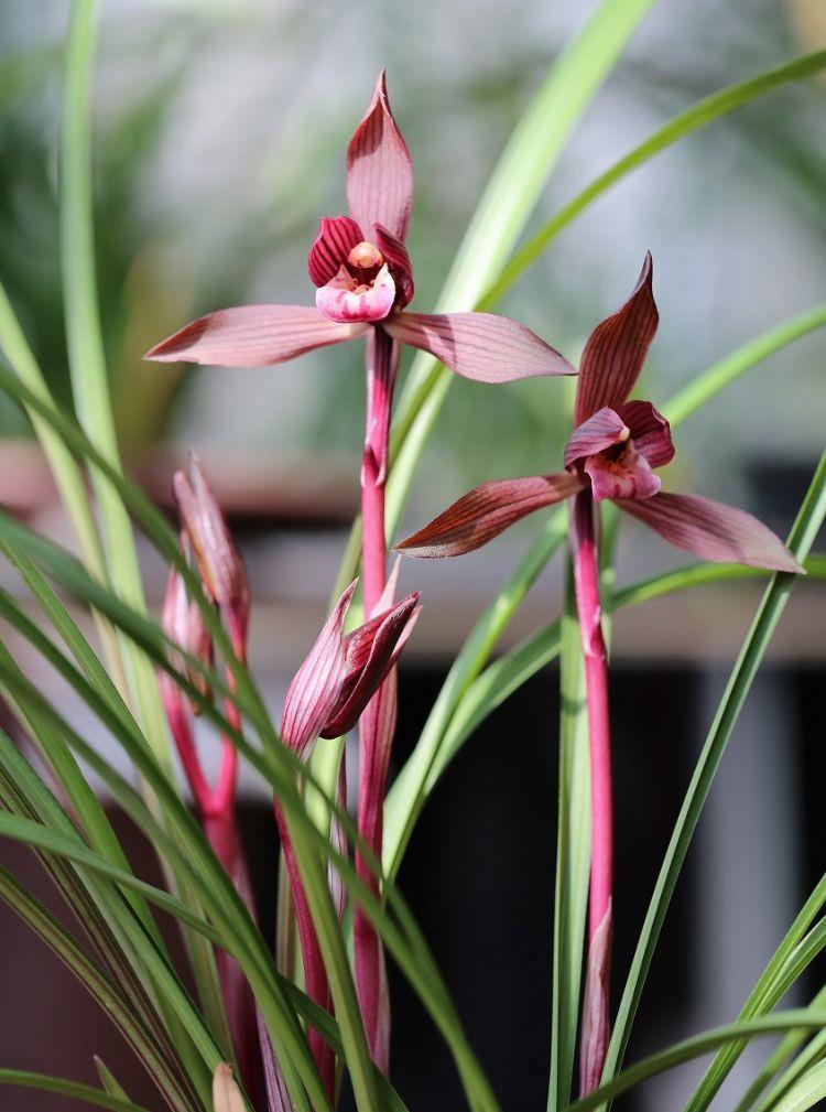 秋天到了，这种兰花要种1盆，顶级红素，兰香淡雅，好看又好养