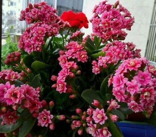 家里买菜的塑料袋别再丢了,用来养长寿花,憋出层叠群花!