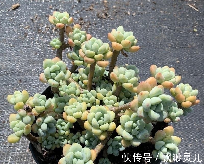 胖嘟嘟的多肉劳尔,叶子红彤彤,栽种用小盆,更容易出状态