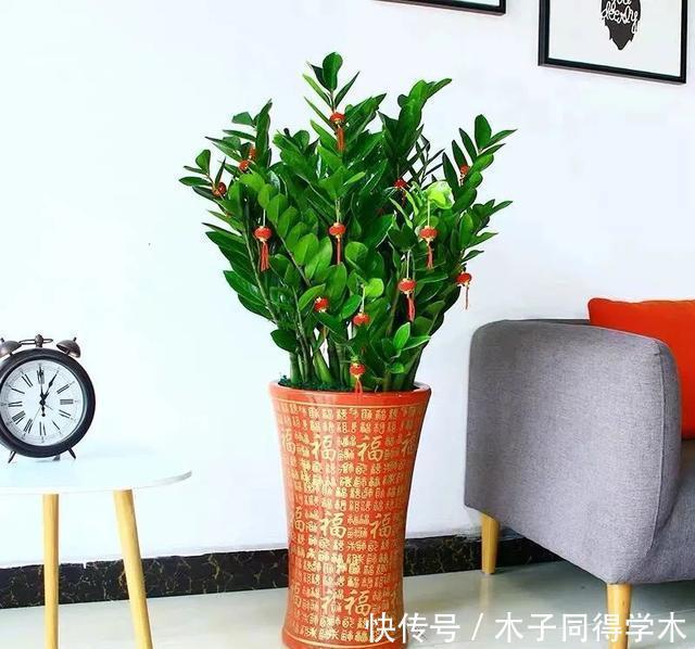 客厅养花就选这六种,寿命长、寓意好,省心又好养,你家养了几种