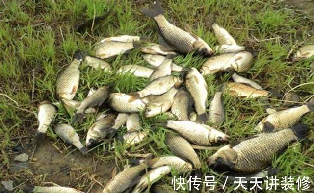 钓法|夏季刮风天钓鲫鱼,用七星漂双铅钓法,刮风也能下钩精准