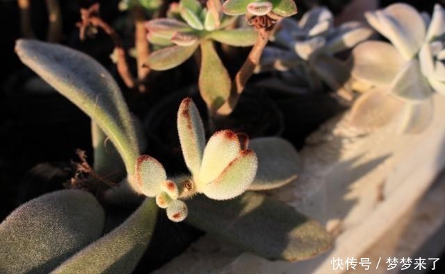 八年|一颗八年没换过盆的月兔耳